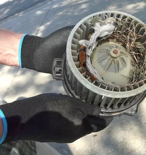 About Air Duct Mice Removal in Temple Terrace, FL